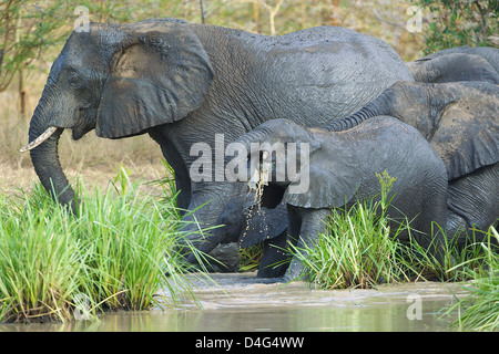 Afrikanische Elefanten trinken tansanischen Saadani Nationalpark Stockfoto