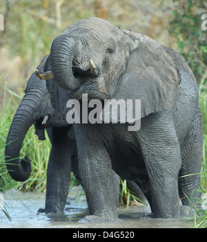 Afrikanischer Elefant Loxodonta Africanus Saadani Nationalpark Tansania trinken Stockfoto