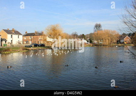 West End Teich Esher, Surrey England UK Stockfoto