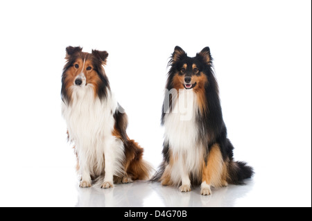 Shetland Sheepdog isoliert auf weiss Stockfoto