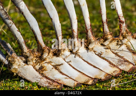 Guanako-Rippen - getötet von einem Puma, aufgeräumt von Condor. Stockfoto