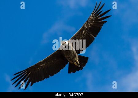 Nahaufnahme von einem Andenkondor (Vultur Kondor) im blauen Himmel schweben Stockfoto