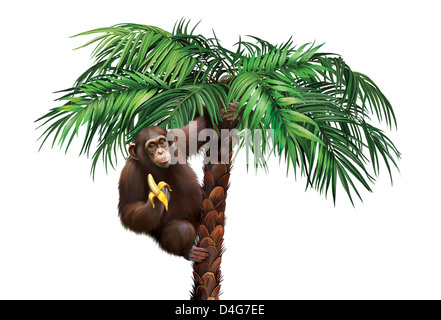 Brauner Affe auf Palme eine Banane essen. Stockfoto