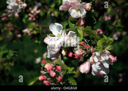 Altes Land, Apfelblüte, Niedersachsen, Deutschland Stockfoto