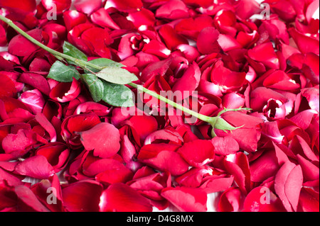 eine rote rose in Haufen von corolla Stockfoto