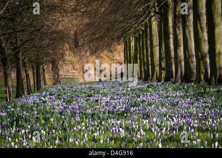 Cambridge, UK. 13. März 2013. Cambridge hat heute Sonne Graupel und Schnee gesehen. Blumen sind kalt und seltsam Schneedusche Verwitterung. Bildnachweis: James Linsell-Clark / Alamy Live News Stockfoto