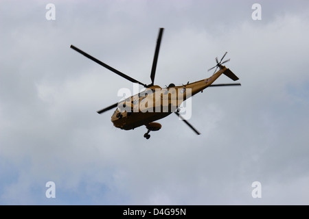 Ödland-Meerkönigs SAR Stockfoto
