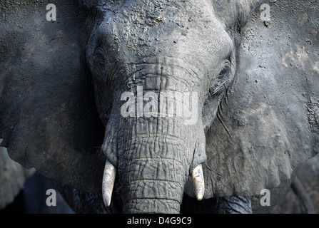 Nahaufnahme von afrikanischen Elefanten Tansania Stockfoto