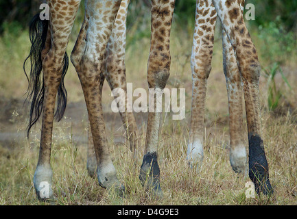 Giraffen Beine Giraffa Plancius Saadani Nationalpark Afrika Stockfoto