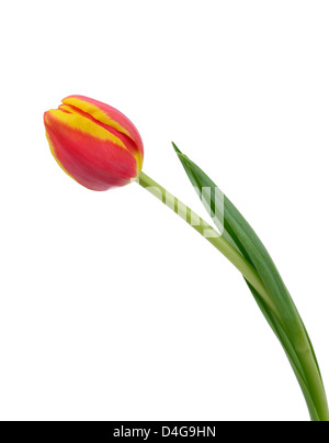 Schöne Tulpe isoliert auf weiss Stockfoto