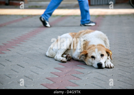 traurige Obdachlosen streunenden Hund mit Ohrmarke auf der Straße sitzend mit menschlichen Füßen zu Fuß entfernt, im Hintergrund Stockfoto