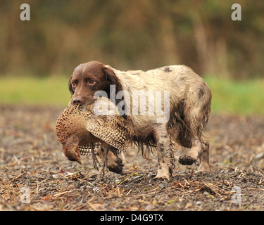 Spaniel mit Toten Fasan Stockfoto