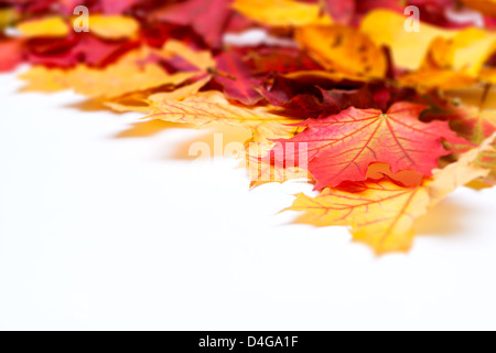 Herbst Blätter auf weißem Hintergrund Stockfoto