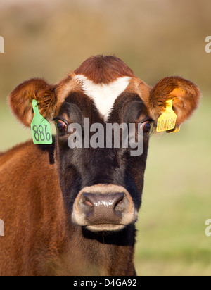 Nahaufnahme der Kühe Gesicht Stockfoto