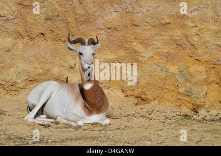 Dama Gazelle (Gazella Dama) am Boden liegen Stockfoto