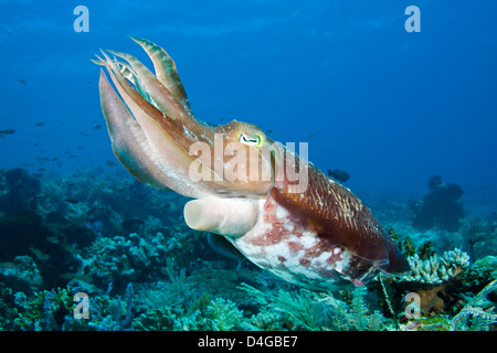 Ein Broadclub Tintenfisch, Sepia finden, Komodo, Indonesien. Stockfoto