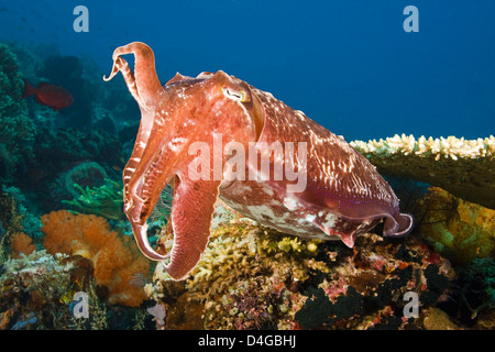 Ein Broadclub Tintenfisch, Sepia finden, Komodo, Indonesien. Stockfoto