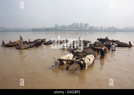 Männliche indische Arbeiter sammeln von Sand aus dem Fluss Beas im Punjab an einem nebligen Morgen Stockfoto