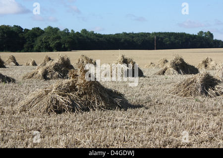 Weizen Garben Stand in einem Feld in Gosfield Essex zum Trocknen Stockfoto