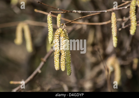 Männlichen Hazel Kätzchen bringt im Frühjahr Stockfoto