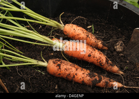 Neu Karotten ausgegraben. Haus in einen Eimer angebaut. Stockfoto