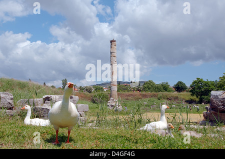 Gänse, die Bewachung der Artemis-Tempel, antike Stadt Ephesus, Efes, Türkei, Westasien Stockfoto