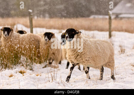 Insh, Schottland. 13. März 2013. Schafe gehen über ihr Geschäft, durch ihre dicken Wintermäntel, isoliert, wie schwere in Insh, Inverness-Shire, UK Schneefälle. Bildnachweis: Chris Pringle und Rebecca Andrews / Alamy Live News Stockfoto