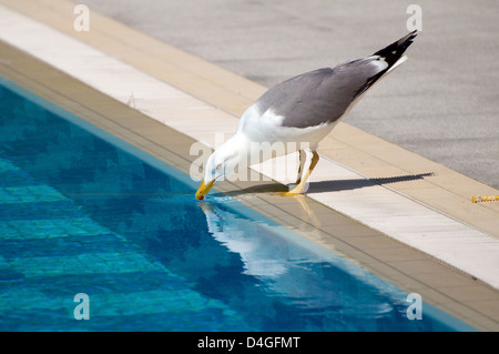 Seagull Trinkwasser aus einem Pool, die Türkei, die westlichen Asien Stockfoto