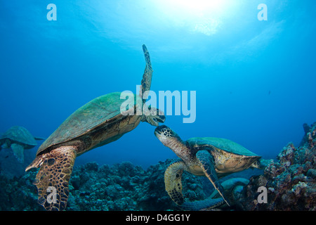 Es scheint, dass diese zwei grüne Meeresschildkröten, Chelonia Mydas, eine bedrohte Art, eine Meinungsverschiedenheit Hawaii haben. Stockfoto