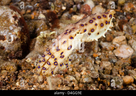 Die tropischen blau-beringte Krake, Hapalochiaena Lunulata, Philippinen. Stockfoto