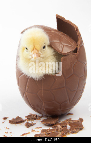 Ein Küken in einem Schokoladen Osterei Stockfoto