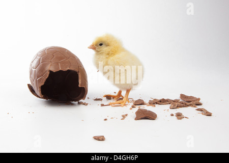 Ein Küken in einem Schokoladen Osterei Stockfoto