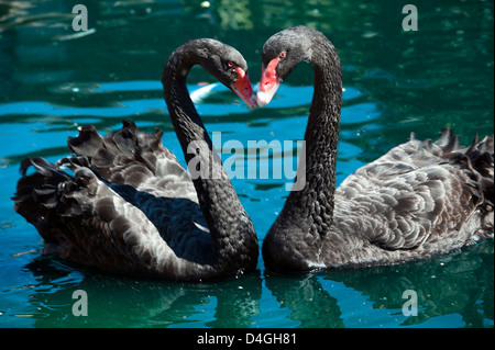 Zwei schwarze Schwäne (Cygnus olor) berühren Rechnungen und Herzform mit Hals im Frühling Stockfoto