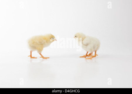 Küken spielen verstecken und suchen auf weißem Hintergrund Stockfoto