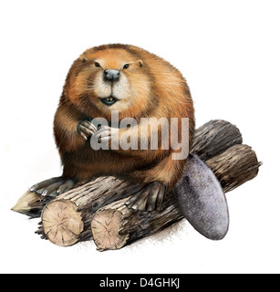 Tier, Biber, Biss, Zweige, braun, bauen, Baumeister, Canadian, Castor Canadensis, Zeichen, Krallen, ständig, dam, Höhle, Stockfoto