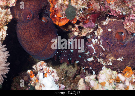 Die männlichen Tag Krake, Octopus Cyanea, auf der rechten Seite verläuft Sperma, Weiblich, Tubbatah Riff, Philippinen. Stockfoto