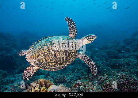 Hawksbill Turtle, Eretmochelys Imbricata, Tubbataha Reef, Philippinen. Stockfoto