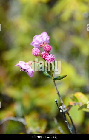 Lambkill (Kalmia Angustifolia) blühen im Eagle Hill Moor auf Campobello Island, New Brunswick. Stockfoto