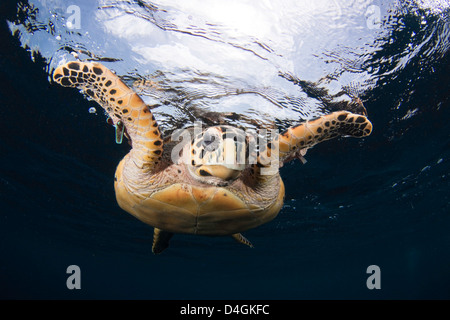 Hawksbill Turtle, Eretmochelys Imbricata, Bonaire, die niederländischen Antillen, Karibik. Stockfoto