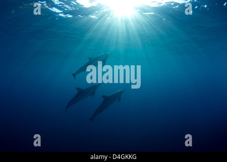 Spinner-Delfine in der Kealakekua Bay, Big Island, Hawaii Stockfoto