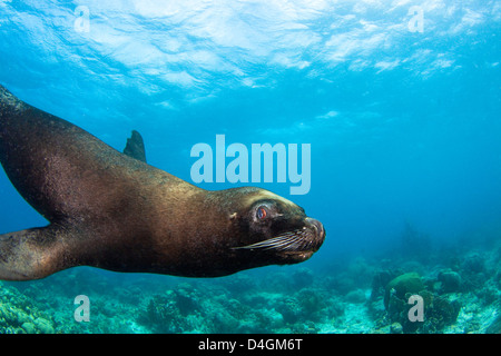 Diese südamerikanischen Seelöwen oder Südliche Seelöwen, Otaria Flavescens, abseits der Insel Curaçao in der Karibik. Stockfoto