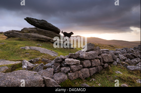 Der Hund von Baskerville, roaming Belstone Tor auf Dartmoor, Devon, England. Winter (Februar) 2012. Stockfoto