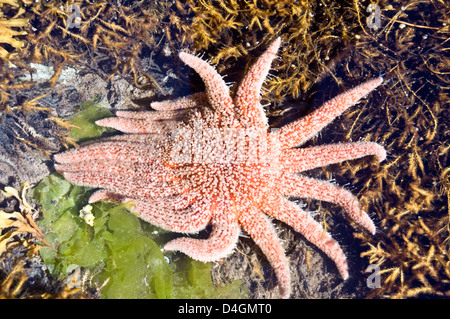 Eine lebende Seesterne in einem Gezeitentümpel auf der Küste von Schwindel-Insel, in der Great Bear Rainforest, British Columbia, Kanada. Stockfoto