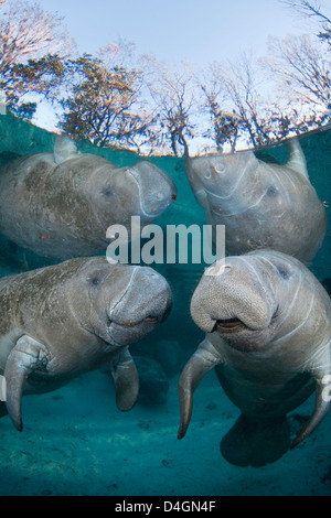 Vom Aussterben bedrohten Florida Manati, Trichechus Manatus Latirostris, bei drei-Schwestern-Frühling in Crystal River, Florida, USA. Stockfoto