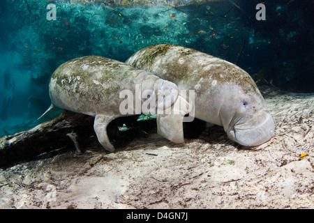 Vom Aussterben bedrohten Florida Manatee Mutter und Krankenpflege Kalb, Trichechus Manatus Latirostris in Crystal River, Florida, USA. Stockfoto