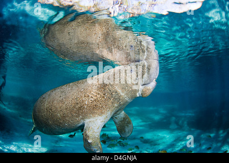 Vom Aussterben bedrohten Florida Manati, Trichechus Manatus Latirostris, bei drei-Schwestern-Frühling in Crystal River, Florida, USA. Stockfoto