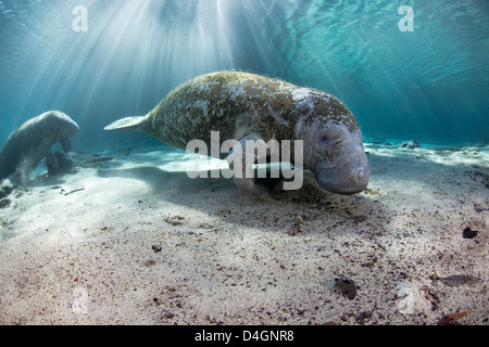 Vom Aussterben bedrohten Florida Manati, Trichechus Manatus Latirostris, bei drei-Schwestern-Frühling in Crystal River, Florida, USA. Stockfoto