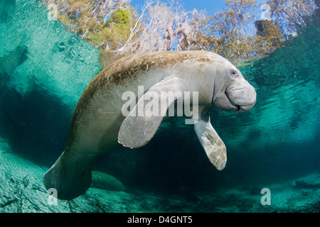 Vom Aussterben bedrohten Florida Manati, Trichechus Manatus Latirostris, bei drei-Schwestern-Frühling in Crystal River, Florida, USA. Stockfoto