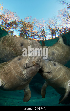 Vom Aussterben bedrohten Florida Manati, Trichechus Manatus Latirostris, bei drei-Schwestern-Frühling in Crystal River, Florida, USA. Stockfoto