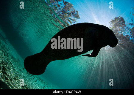 Vom Aussterben bedrohten Florida Manati, Trichechus Manatus Latirostris, Silhouette gegen die Sonne am drei-Schwestern-Frühling in Florida. Stockfoto